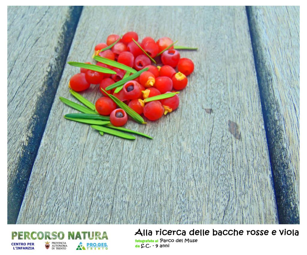 Alla ricerca delle bacche rosse e viola