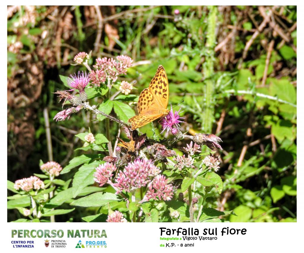 Farfalle sul fiore