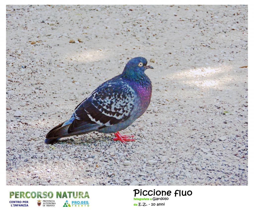 Piccione fluo